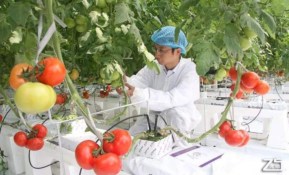 澳洲大型現代化溫室農業：蔬菜從大棚到餐桌的