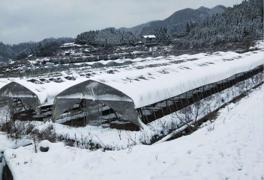 冬季溫室大棚頂部有積雪怎么辦？溫室大棚除雪
